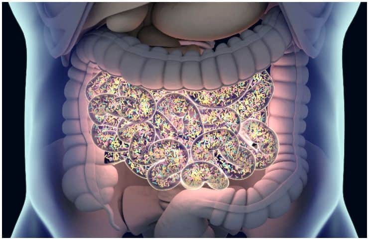 Bactérias intestinais, cólon, flora intestinal, intestino grosso, microbioma