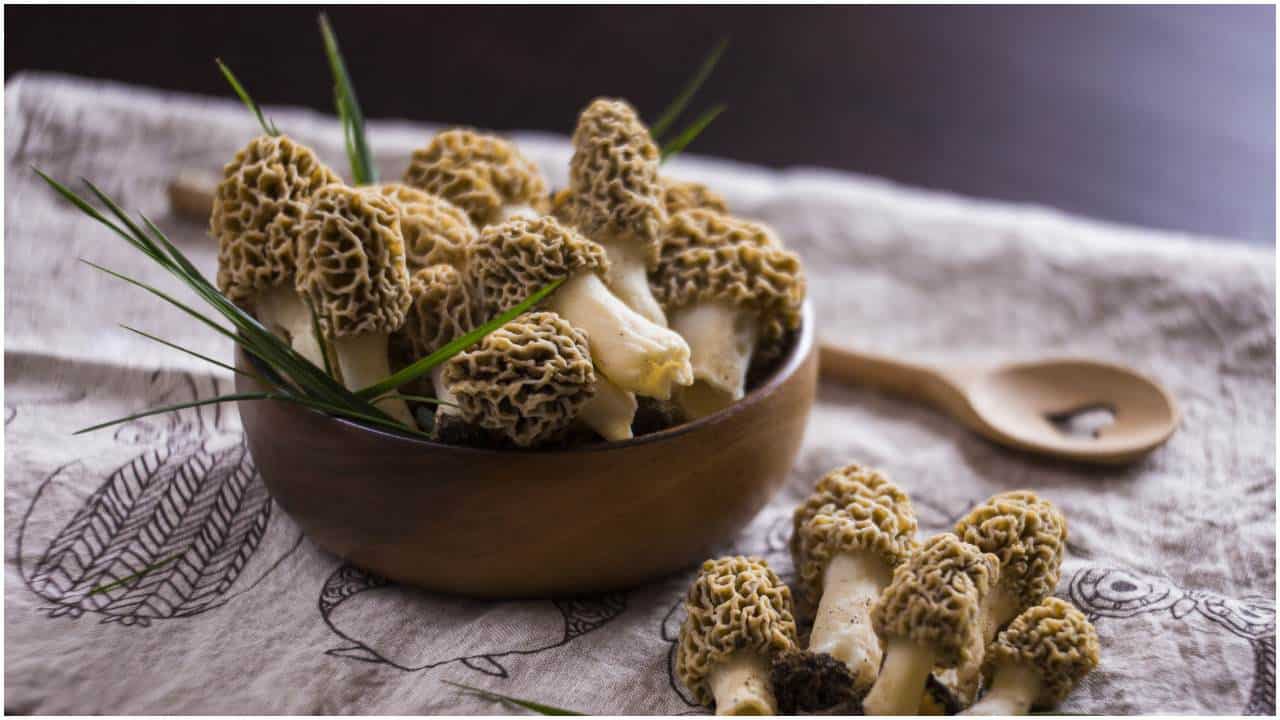 Morel Mushrooms benefits