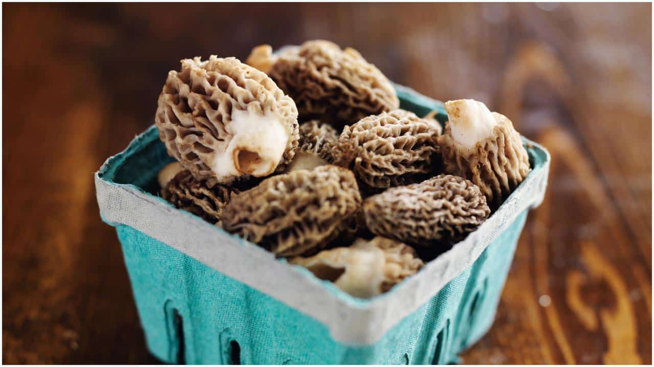 Morel Mushrooms nutrition facts