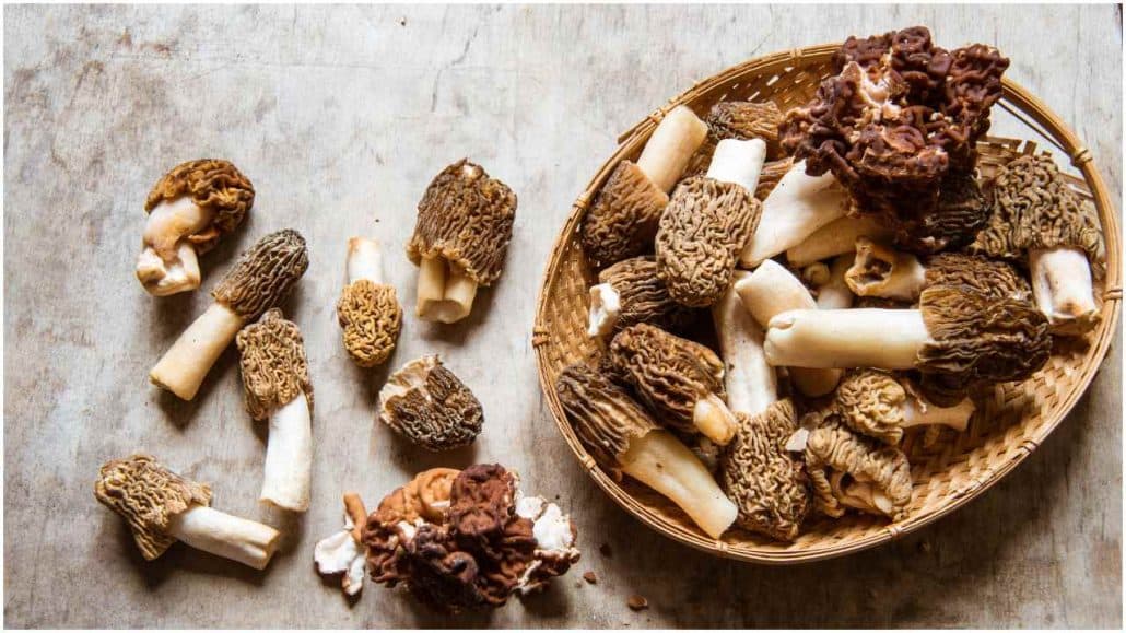 Morel Mushrooms Health Benefits Your Health Remedy