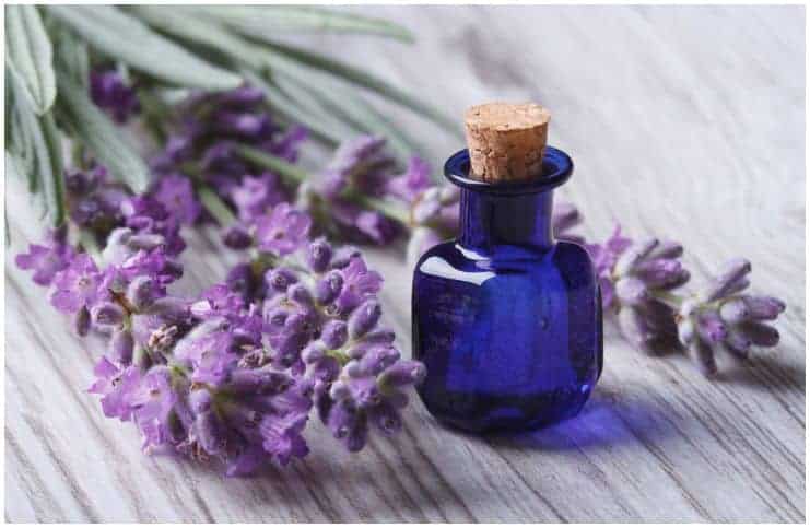 7 Essential Oils For Chigger Bites + Other Natural Remedies a