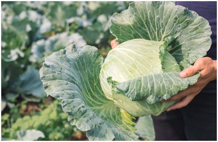 Cabbage vs Lettuce – Nutrition Facts, Health Benefits, Side Effects a