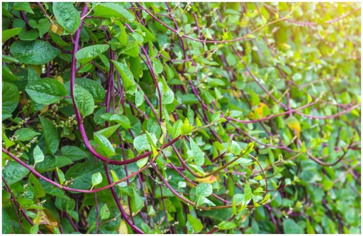 Malabar Spinach (Basella alba) - Health Benefits, Nutritional Facts, Side Effects