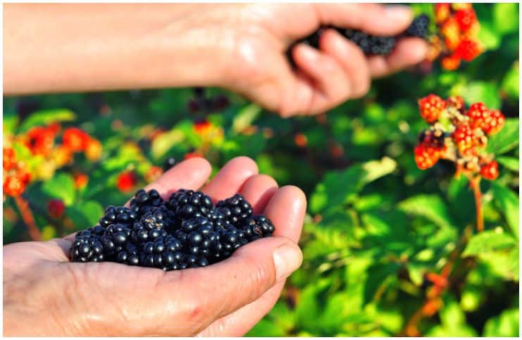 Mulberry vs Blackberry – Nutrition Facts, Health Benefits, Side Effects a
