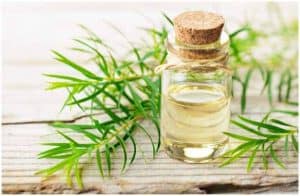 Manuka Oil vs Tea Tree Oil - Which Has More Potent Antibacterial Properties a