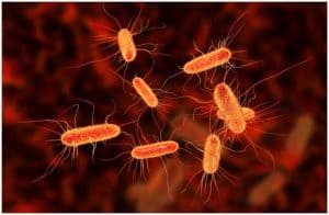 Salmonella vs E. coli - Symptoms, Causes, Treatment, Differences, Prevention a