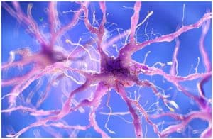 10 Essential Oils For Nerve Damage (Peripheral Neuropathy)
