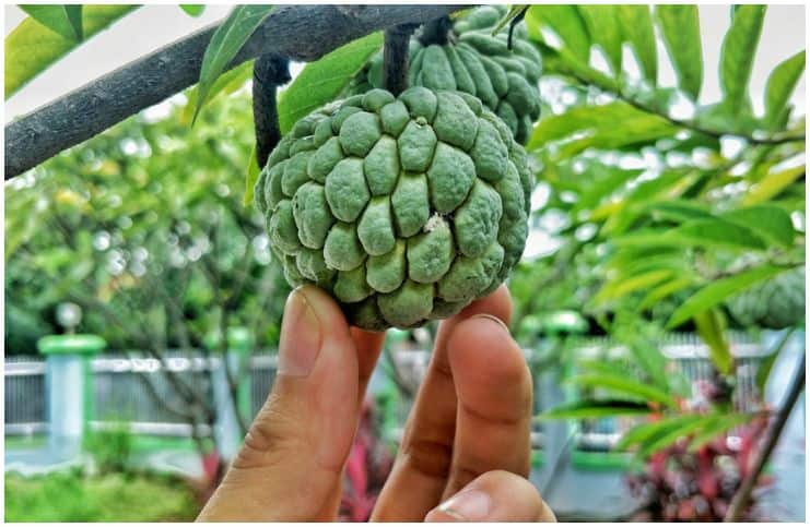 Soursop vs Cherimoya - Nutrition Facts, Health Benefits, Side Effects a