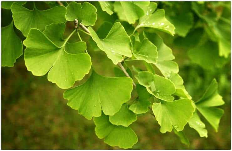Ginkgo Biloba vs Ginseng - Compare Differences Between Benefits