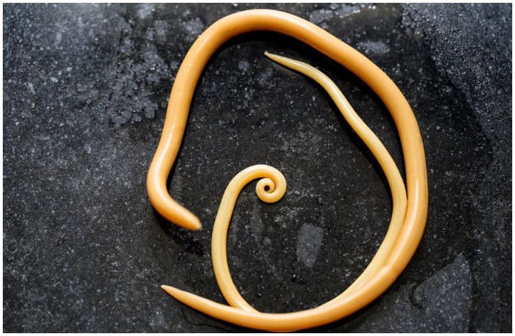 33 Interesting Facts About Roundworms a