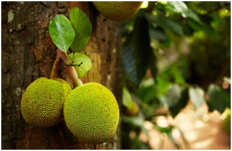 Breadfruit vs Jackfruit – Comparison of Taste And Nutrition Facts