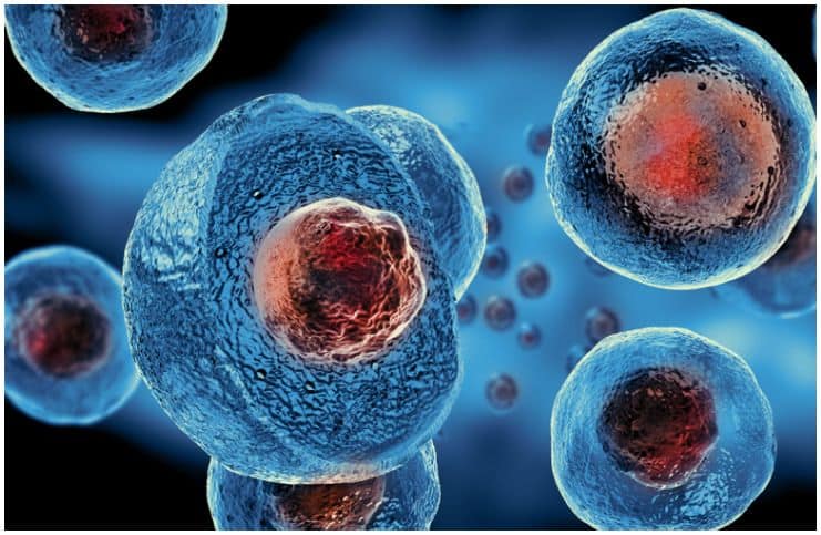 Somatic Cells vs Gametes - Types, Functions, Differences a