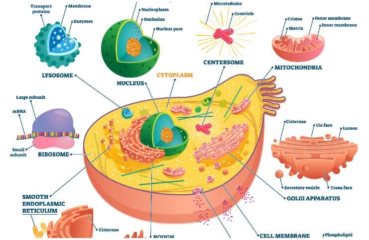 25 Interesting Facts About Golgi Apparatus and Its Functions & Structure a