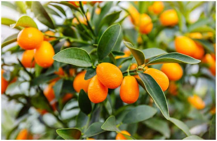 Kumquat health benefits