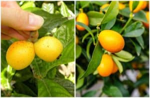 Loquat vs Kumquat – Differences In Taste & Health Benefits