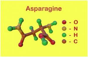 Asparagine – Definition, Facts, Functions, Uses, Health Benefits, Food Sources, And Side Effects