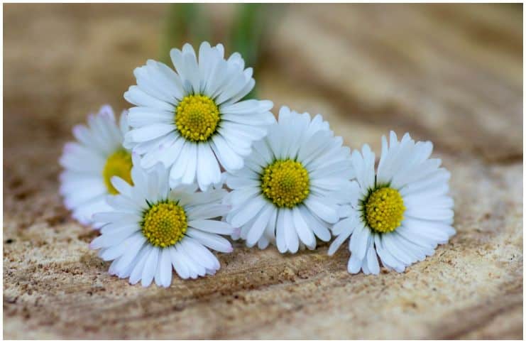 Bellis Perennis (English Daisy) - Side Effects, Uses, Facts, Health Benefits a