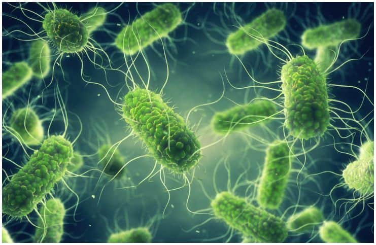 20 Interesting Facts About Salmonella Bacteria