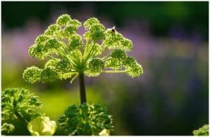 Angelica Archangelica Side Effects, Medicinal Uses, Health Benefits