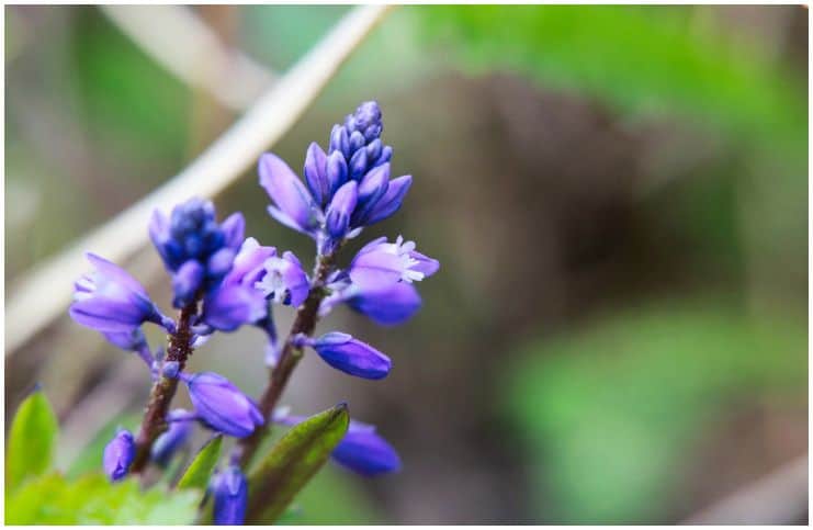 Polygala Amarella (Dwarf Milkwort) - Medicinal Uses