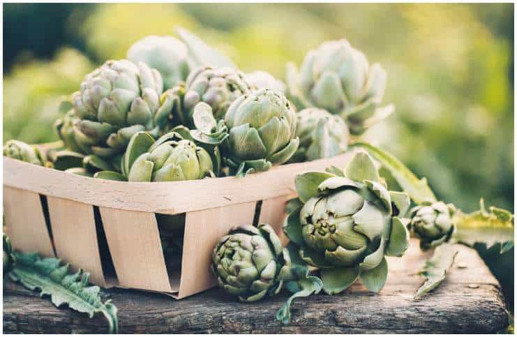 Artichoke (Cynara Scolymus) - Side Effects, Health Benefits, Nutrition Facts