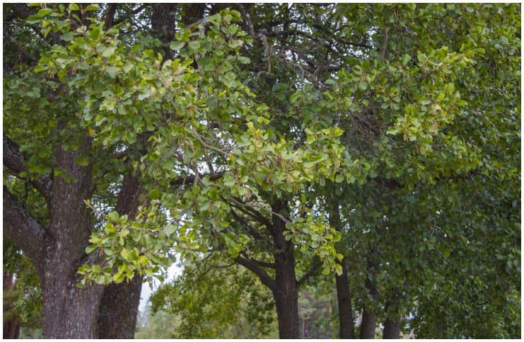 Black Alder (Alnus Glutinosa) - Health Benefits, Facts, Uses