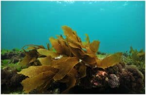 Brown Algae (Phaeophyceae) - Facts, Uses, Characteristics, Health Benefits, Side Effects