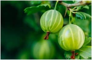 Gooseberry (Amla) - Side Effects, Facts, Medicinal Uses, Health Benefits