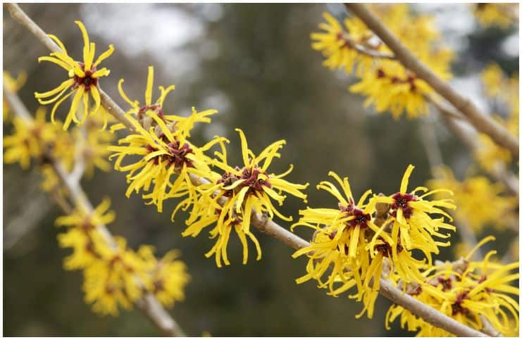 Hazel (Corylus Avellana) - Facts, Health Benefits, Medicinal Uses