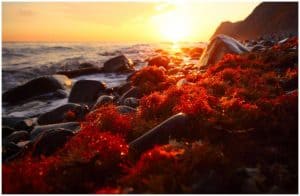 Red Algae (Rhodophyta) - Facts, Uses, Health Benefits, Side Effects