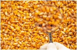 What is Aflatoxin - Symptoms and Health Risks