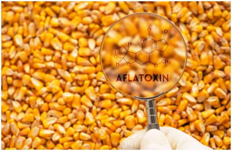What is Aflatoxin - Symptoms and Health Risks