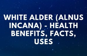 White Alder (Alnus Incana) - Health Benefits, Facts, Uses