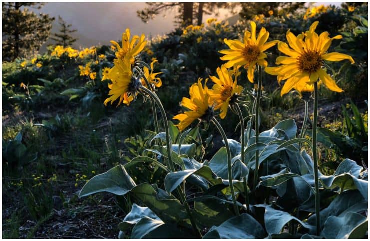 Arnica Montana - Side Effects, Facts, Uses, Health Benefits