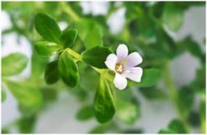 Bacopa Monnieri (Brahmi) - Side Effects, Facts, Uses, Health Benefits