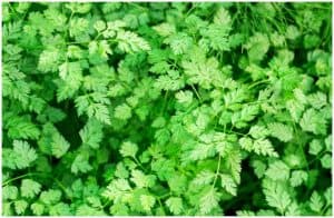 Chervil (Anthriscus Cerefolium) – Side Effects, Facts, Uses, Health Benefits