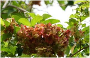 Thunder God Vine (Tripterygium Wilfordii) - Side Effects, Facts, Uses, Health Benefits
