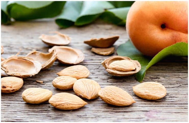 Apricot Seeds - Side Effects and Possible Health Benefits (Cancer Cure)