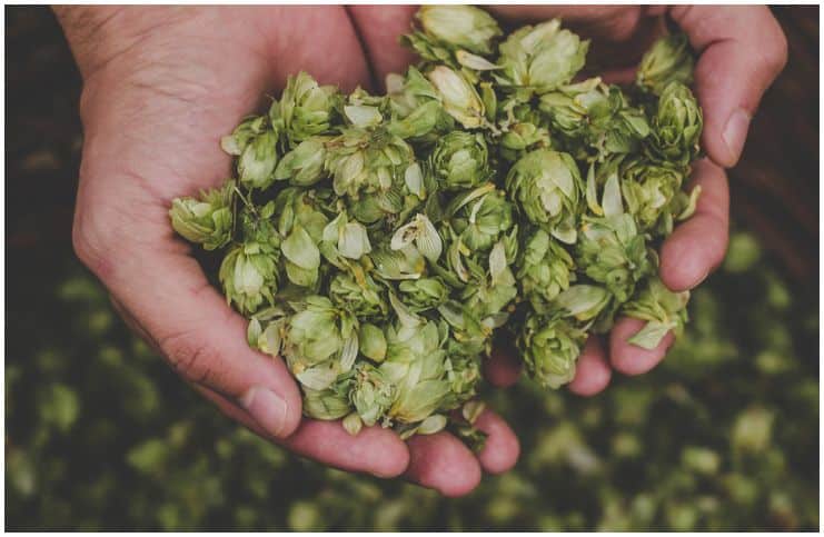 Hops (Humulus lupulus) Side Effects and Health Benefits