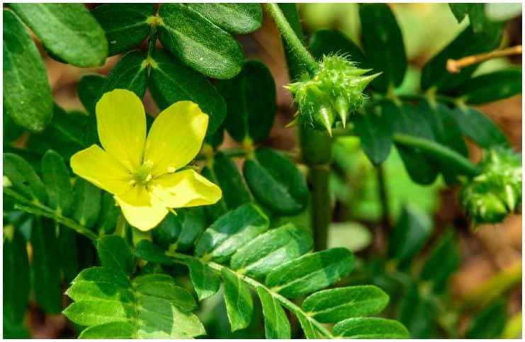 Tribulus Terrestris - Side Effects, Facts, Uses, Health Benefits