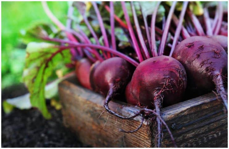 Do Beets Make Your Pee Red (Beeturia)