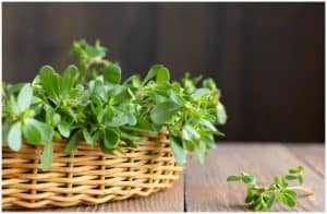 Purslane Health Benefits for Hair, Side Effects & Nutritional Value