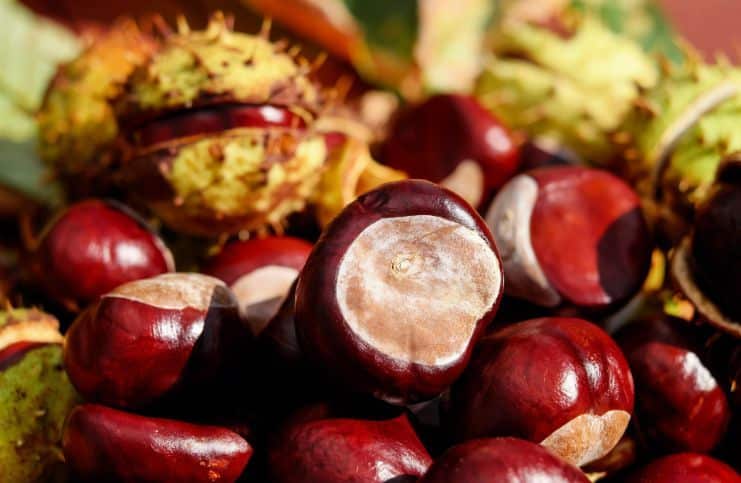 nuts with iron https://pixabay.com/photos/chestnut-fruit-food-snack-shiny-1710748/