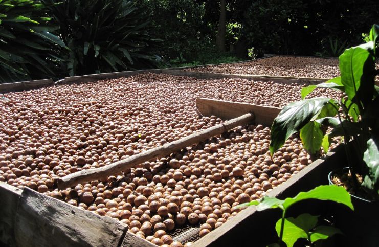 what nuts are high in iron https://pixabay.com/photos/macadamia-nut-organic-harvest-nuts-912598/