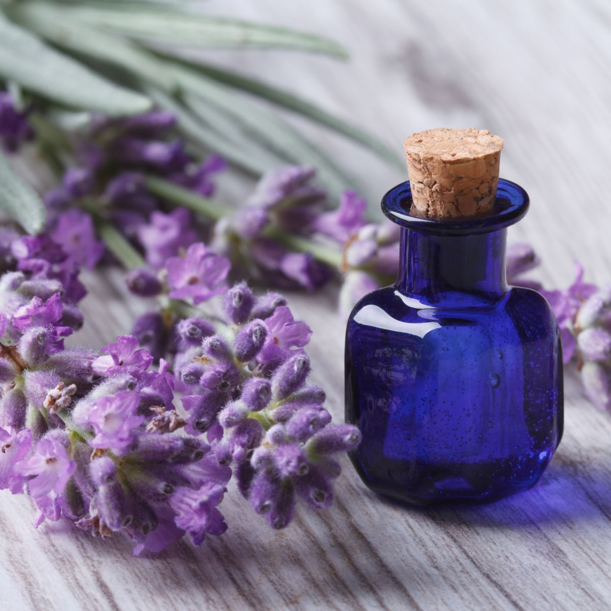 lavender oil