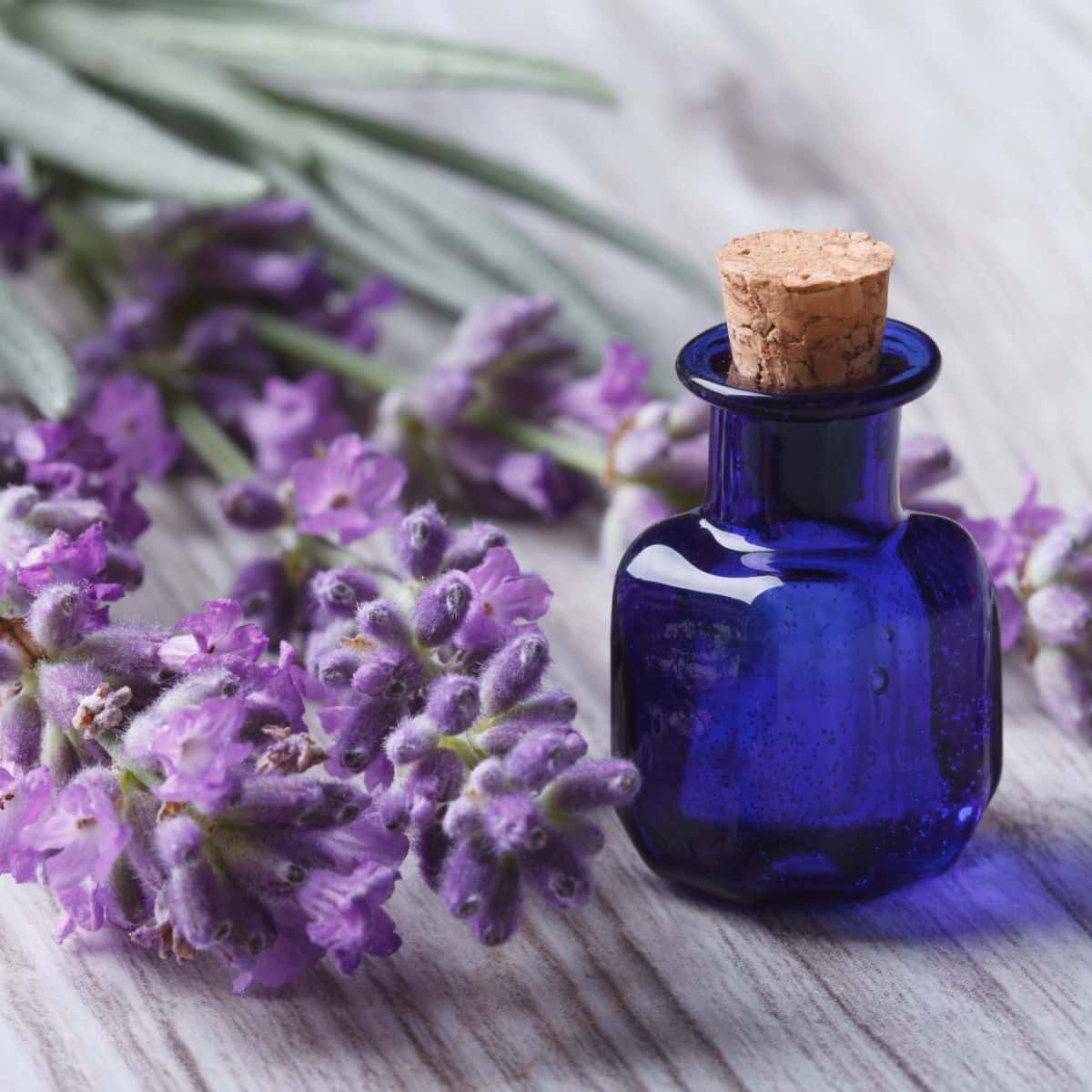 17 Essential Oils For Dizziness