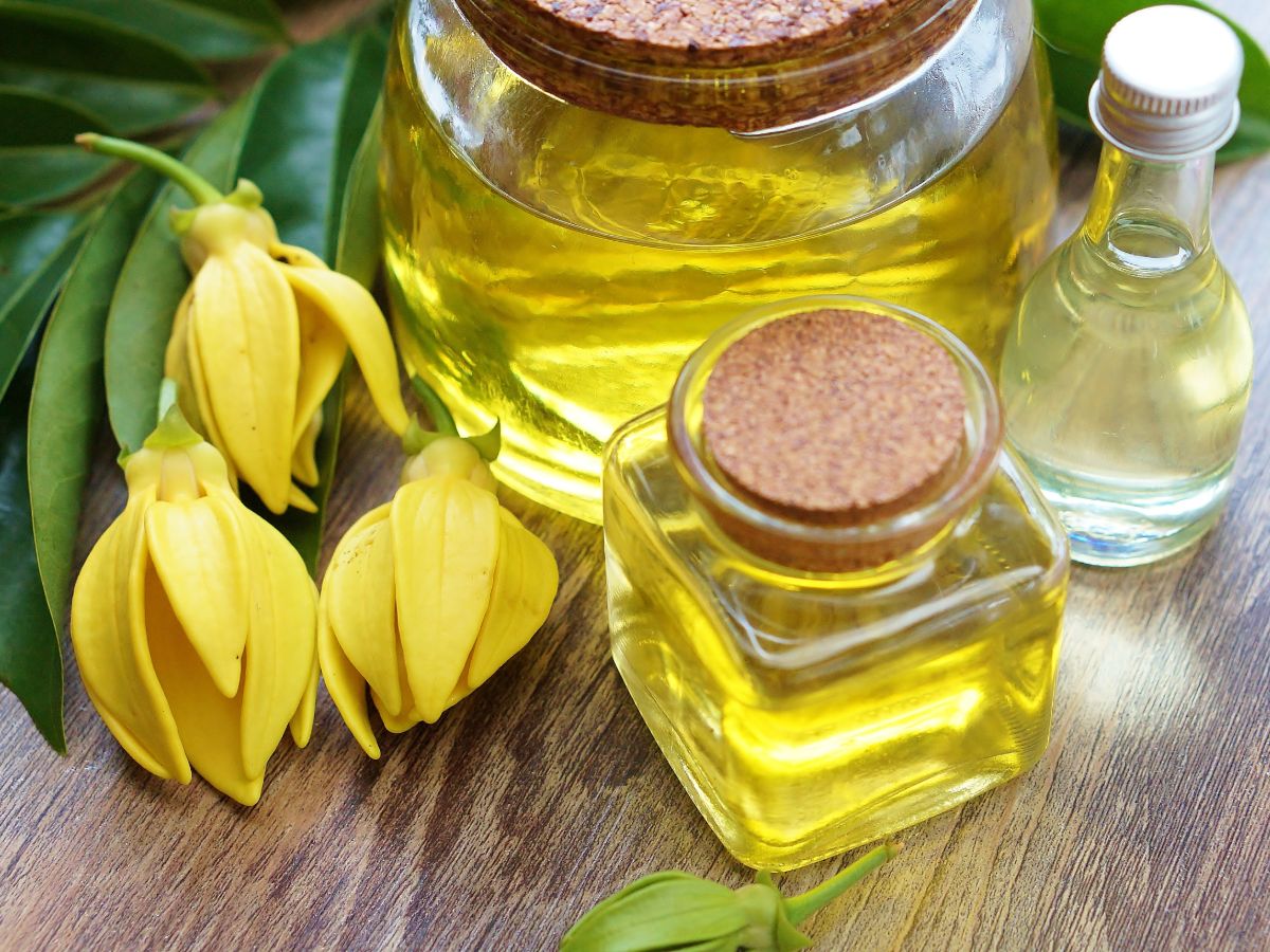 Ylang Ylang Oil